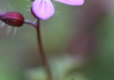 词语接龙学生生日日月(优选12句)