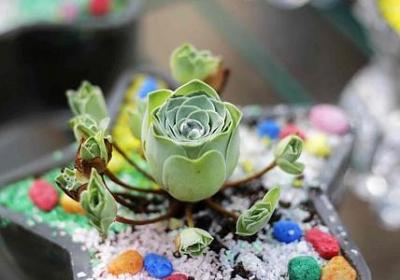 言字旁的词语(精选62句)