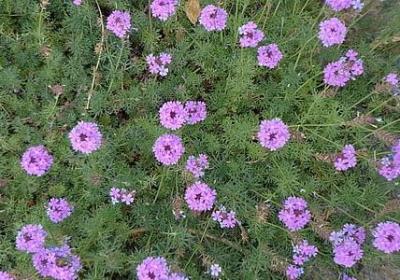 采组什么词语(实用40句)