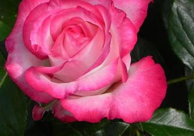 有关于书籍的名言(通用76句)