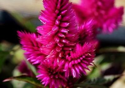 金灿烂的词语(汇总40句)