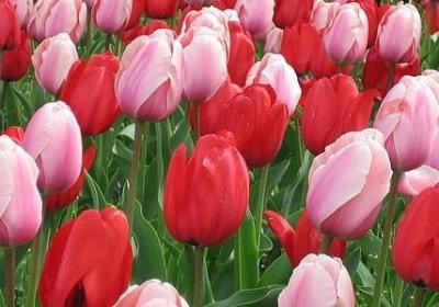 森林防火名言(共39句)