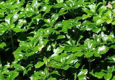 柯南道尔名言(实用74句)