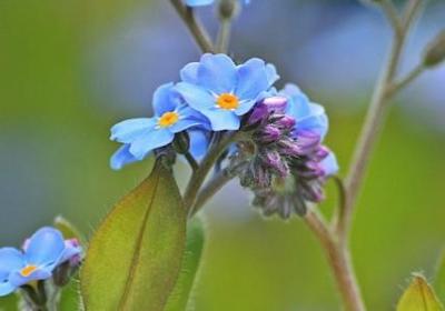 海伦凯勒名人名言(优选50句)