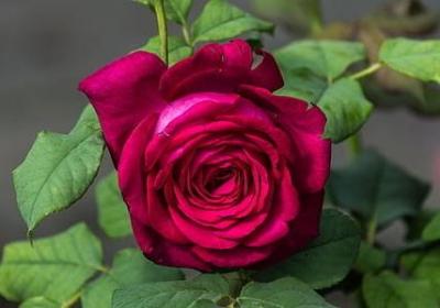 爱国的名言警句大全(必备60句)