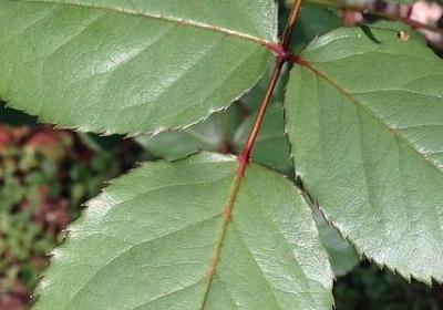 爱迪生的名言名句(必备40句)