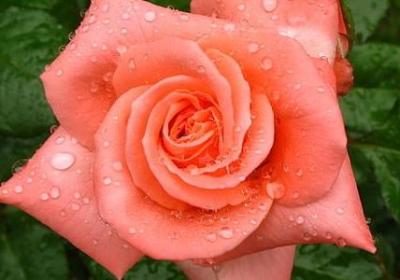 柏拉图的名言(汇总20句)