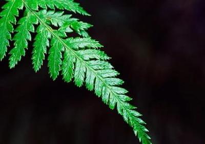高中语文词语解释(通用20句)
