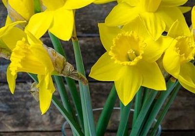 激励小学生的名言(汇总80句)