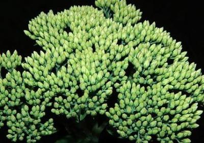 爱国名言小学生(共50句)