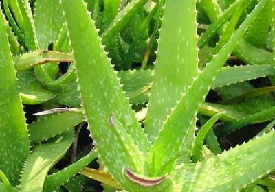 班主任工作名言(20句)