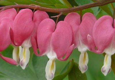 父母的名人名言(通用20句)