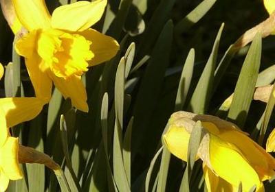 爱国的名言名句(合集40句)