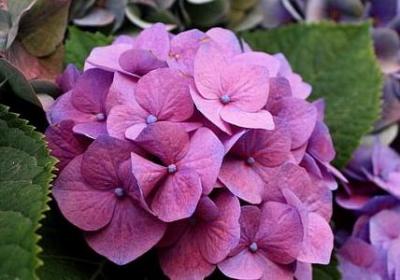 海贼王的名言(精选40句)