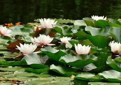 看书的名言名句(推荐30句)