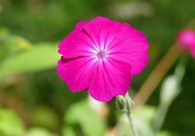 母爱名言警句(共39句)