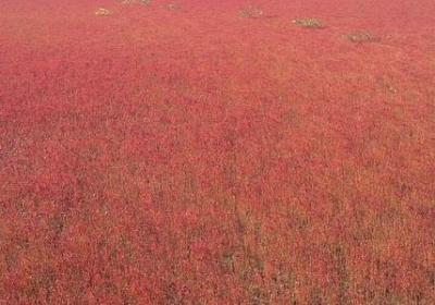 歌颂教师的名言(通用50句)