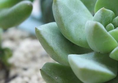 缅怀先烈名言(优选80句)