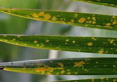 描写梦的词语(通用51句)