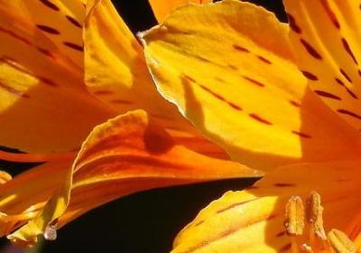 描写月夜的词语(40句) 描写月夜的词语(40句)