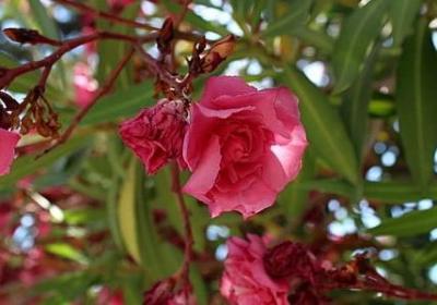 明白相近的词语(汇总60句)