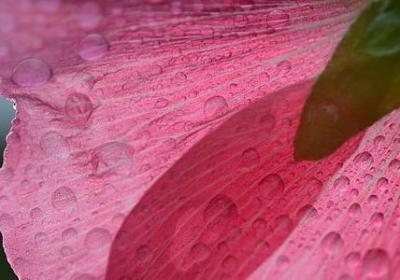 描写秋天景物的词语(共81句)