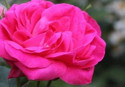 描写风的四字词语有哪些(必备51句) 描写风的四字词语有哪些(必备51句)