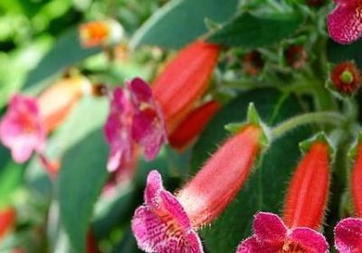 水浒传词语积累(精选40句)