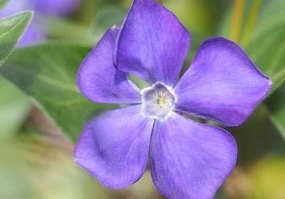 橙组词四字词语(优选50句)