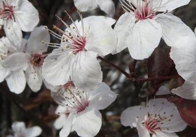 梅的四字词语(共40句)