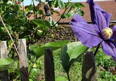 桐组词语有哪些词语(汇总12句)