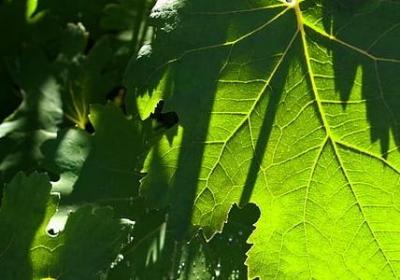 春夏秋冬词语(合集5句)