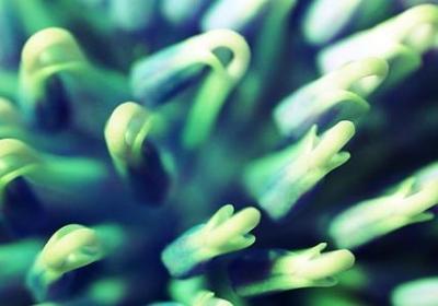 有关动物的四字词语(50句)