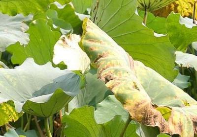 涌组什么词语(汇总40句)