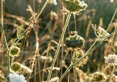 治可以组什么词语(实用51句)