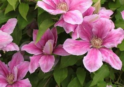 炉组词有哪些词语(通用50句)