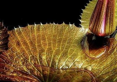 猪能组什么词语(推荐20句)