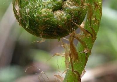 疾组词语和拼音(合集40句)