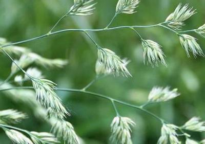 甘甜照样子写词语(通用50句) 甘甜照样子写词语(通用50句)