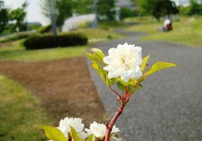 网络词语大全(优选60句)