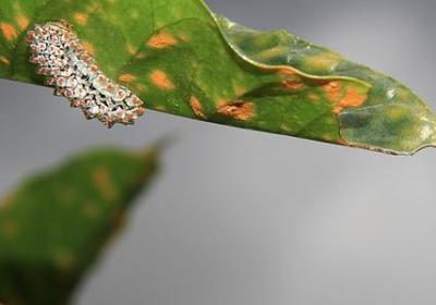 答多音字组词语(共60句)