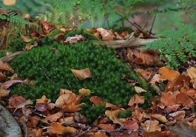 聪明的什么填词语(汇总40句)