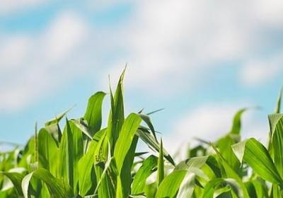 给扁加偏旁并组词语(必备20句)