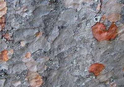 胳能组什么词语(汇总50句)