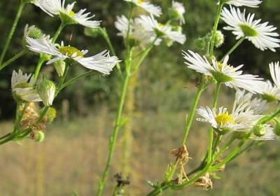 色字开头组词语(40句)