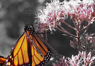 蔼可以组什么词语(热门81句) 蔼可以组什么词语(热门81句)