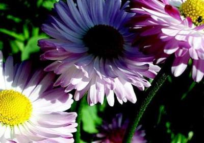 蝴蝶飞仿写词语(推荐10句)