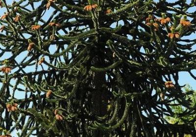 虹开头的词语(合集10句)