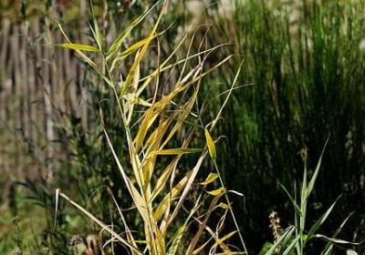 英勇的什么填词语(通用40句)