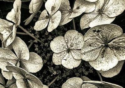 西能组什么词语(通用30句) 西能组什么词语(通用30句)